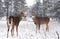 White-tailed deer bucks in winter