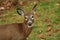 White tailed deer button buck eating