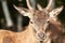 White-tailed deer closeup looking at camera