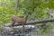 The white-tailed deer comes to drink from the stream