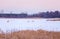 White Tailed Deer crossing a frozen marsh in winter