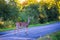 A White-tailed deer crossing the road