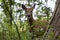 White-tailed deer , elderly fawn in the park