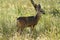 The white-tailed deer fawn