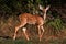 White-tailed Deer Fawn