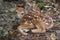 White-tailed Deer Fawn