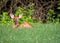 White-tailed deer fawn bedded down