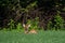 White-tailed deer fawn bedded down