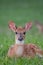 White-tailed deer fawn bedded down in an open meadow