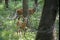 White-tailed deer. Fawn with buck in the forest