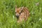 White tailed deer fawn curled up in a grassy meadow