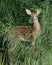 White-tailed Deer fawn at the edge of a river