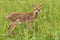 White Tailed Deer Fawn in Flowers Close up