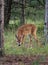 A White-tailed deer fawn grazing in the forest in Ottawa, Canada