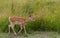 White-tailed deer fawn grazing in grassy field