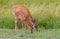 White-tailed deer and fawn grazing in spring