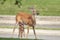 White-tailed deer and fawn in the Hudson Valley