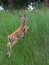 White-tailed Deer Fawn Jumping