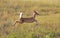 White tailed Deer fawn leaping in field