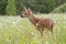 White tailed deer fawn looking alert