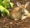White tailed deer fawn lying down looking straight