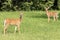 White-tailed deer Fawn with mama in Poughkeepsie, NY