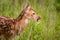 White-Tailed Deer Fawn Odocoileus virginianus Closeup Right