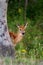 White-tailed deer fawn (Odocoileus virginianus) peeking out from behind a tree in the forest