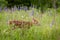 White-Tailed Deer Fawn Odocoileus virginianus Walks Nearly Hid