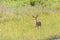 White tailed deer fawn playing in the tall grass