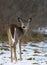 A White-tailed deer fawn standing in an autumn snowy covered meadow in Canada