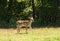 White-tailed Deer fawn in a sunny pasture