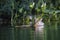 White-tailed Deer fawn swimming by the shore of a lake