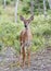 A White-tailed deer fawn walking in the forest in Ottawa, Canada