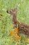 White tailed deer fawn in wildflowers Close up
