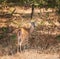 White tailed deer, female doe, in the woods