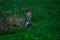 White-tailed deer in a field