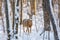 a white-tailed deer foraging in a snowy woodland