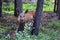 White tailed deer in the forest in the canadian Rocky Mountains