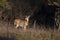 A white-tailed deer gazes out to an open field in autumn