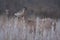 A A white-tailed deer gazes out to an open field in autumn