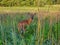 White-Tailed Deer Gives Glancing Look Backward