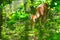 White tailed deer with growing antlers in forest