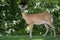 White-tailed deer in the Hudson Valley