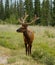 White-tailed Deer in Jasper National Park