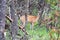 A white-tailed deer looks through lichen covered spruce trees