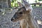 White-tailed deer,Mexican, La Ventanilla Beach, Santa MarÃ­a Tonameca, Oaxaca