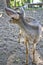 White-tailed deer,Mexican, La Ventanilla Beach, Santa MarÃ­a Tonameca, Oaxaca