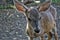 White-tailed deer,Mexican, La Ventanilla Beach, Santa MarÃ­a Tonameca, Oaxaca