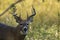 The white -tailed deer, morning on a forest meadow